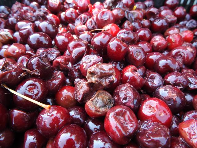 Jak poprawić jakość i wielkość plonu? Zaproś trzmiele to współpracy.