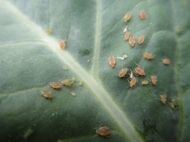 Znana data wyborów samorządowych w 2024. Wiemy już kiedy wyborcy podejmą decyzję