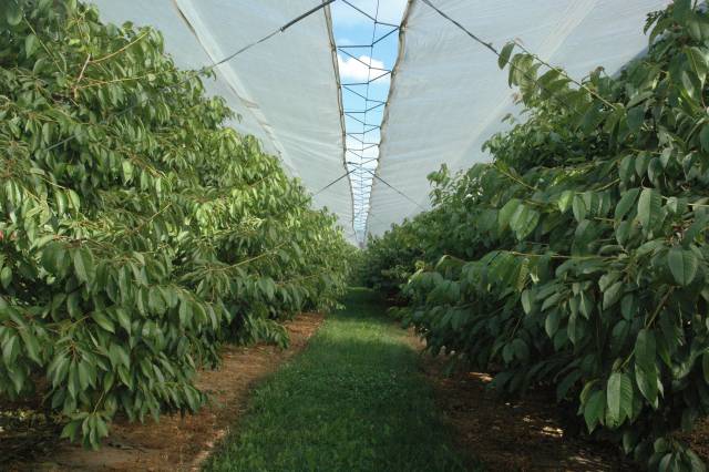 Nowy ekoschemat – nowe płatności w PS WPR