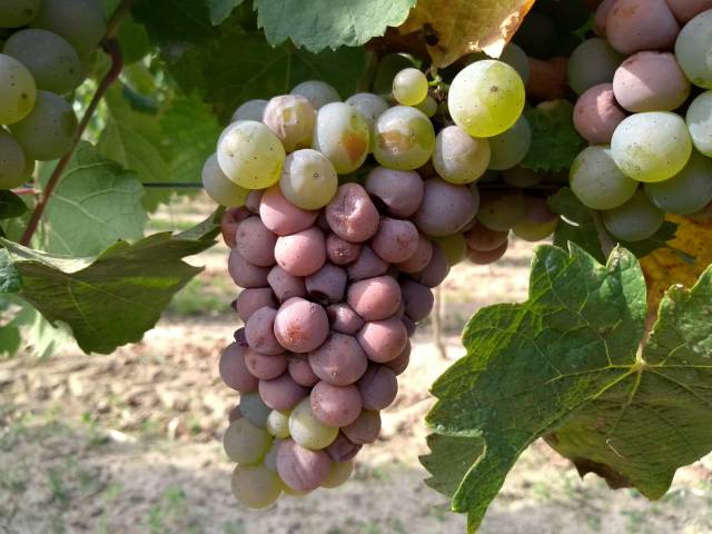 Wpływ strategii Europejskiego Zielonego Ładu na praktykę w ochronie sadów