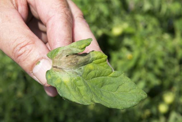 Uwaga! Ostatni moment na złożenie wniosku o pomoc suszową