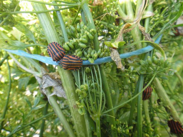 Jak uprawiać buraki ćwikłowe aby uzyskać największą zawartość betaniny?