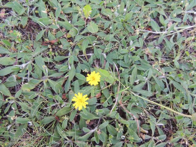 Skuteczne zwalczanie chwastów w marchwi
