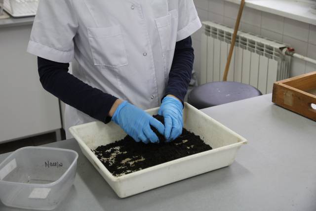 ASF jakie inwestycje wspomogą walkę z rozprzestrzenianiem się choroby?