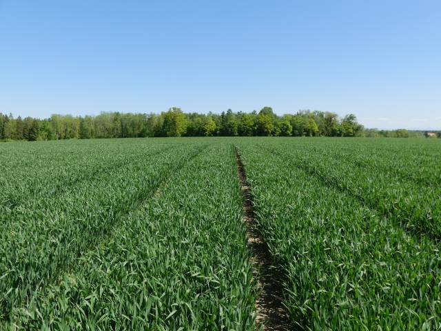 Kalendarz biodynamiczny – czy księżyc ma wpływ na plony?