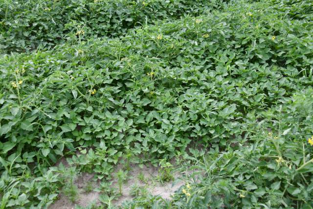 Jak odróżnić zarazę od alternariozy?