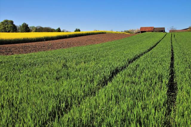 Główny Lekarz Weterynarii wydał komunikat w sprawie choroby, która zabija koty