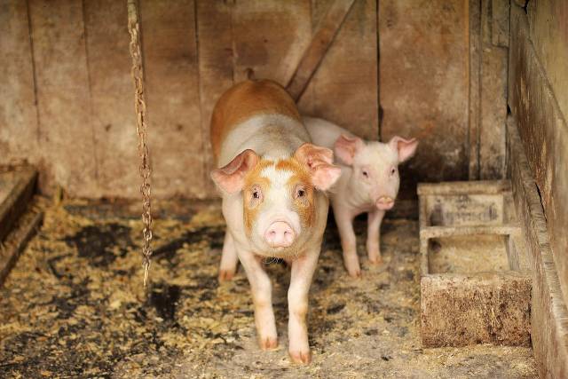 Strip-till czyli bezorkowa uprawa pasowa – co to jest? Wady i zalety, wpływ na środowisko glebowe 