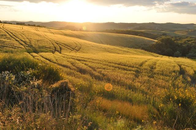 Strip-till czyli bezorkowa uprawa pasowa – co to jest? Wady i zalety, wpływ na środowisko glebowe